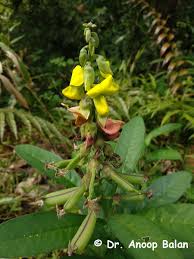 Image result for Crotalaria comosa