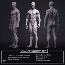 Learn about male anatomy with free interactive flashcards. Mannliches Basemesh Adam Ztool 4r8 3d Modell Turbosquid 1277873