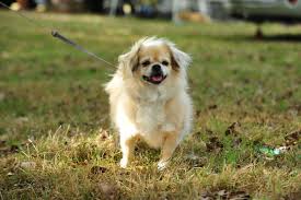 Les Aliments Que Nos Chiens Doivent Eviter Societe Centrale Canine