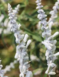 Hummingbirds are attracted to mexican bush sage plants. Salvia White Velour Tesselaar