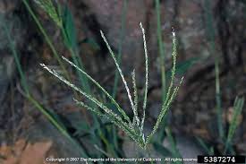 Image result for Digitaria sanguinalis