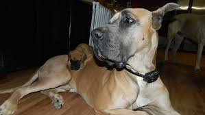 Best pet image references site. Southern Ohio Great Danes Home Facebook