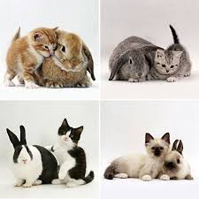 Savesave gambar kucing kelinci for later. Gambar Kelinci Dan Kucing Lucu