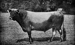 Why Are Dairy Bulls More Dangerous Than Beef Bulls Homestead On The Range
