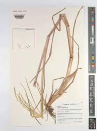 Image result for Panicum subalbidum