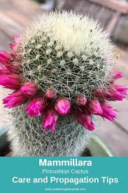 Continuous positive airway pressure (cpap) device. 63 Types Of Succulents With Pictures Details Care Tips