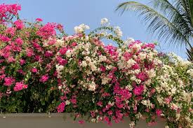 At the moment the plants are blooming but we will. Grow Bougainvillea Vines For Mediterranean Flavor
