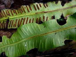 Image result for Asplenium uschiae
