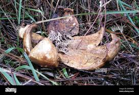 Image result for Scleroderma polyrhizon