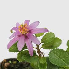 Image result for Grewia avellana