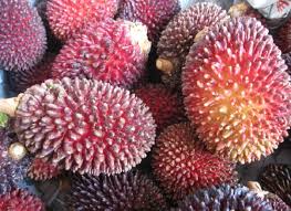 Click on image to enlarge. Pulasan Fruit Trees In Thailand Farming In Thailand Forum Thai Visa Forum