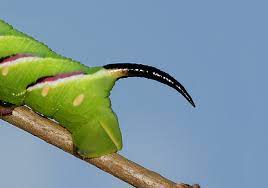 A caterpillar that is green with a black spike at the end of its tail is the puss moth. Butterfly Facts