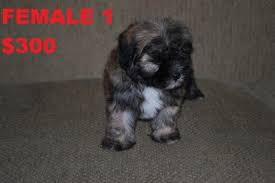 They are a cross between a shih tzu and a poodle. 2 Shih Poo Puppy For Sale In Glendale Arizona Classified Americanlisted Com