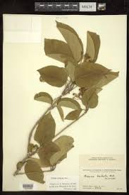 Image result for Premna mooiensis