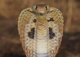 Apa arti bermimpi melihat ular tedung? Maksud Mimpi Melihat Ular Tedung Sentiasa Panas