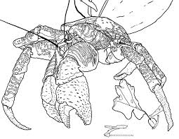 Find more kelp coloring page pictures. Crab Coloring Page Cantankerous Crustaceans