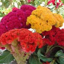 Hasil gambar untuk bunga celosia. 19 Ide Bunga Celosia Benih Tanaman Bunga Bunga Indah Bonsai