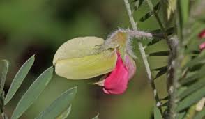 Image result for Tephrosia vogelii