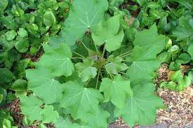 Image result for Jatropha scaposa