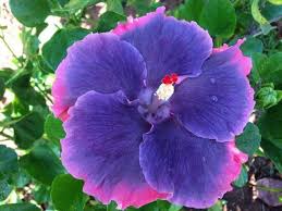 Pin On Hibiscus