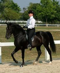 Rocky Mountain Horse Breed Profile Equitrekking