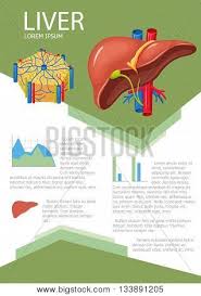 Maybe you would like to learn more about one of these? Human Liver Infographic Poster With Chart Diagram And Icon Liver Lobes Anatomy Liver Medical Science Infographic With Chart Diagram Vector Liver Anatomy Infographic Brochure With Chart Poster Id 133891205