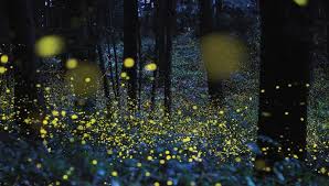Fireflies Lightning Bugs And Glowworms Why Do Fireflies Glow How To Attract Fireflies The Old Farmer S Almanac