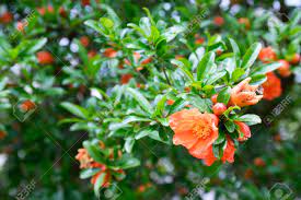 We did not find results for: Punica Granatum Pomegranate Tree In Bloom Orange Blossoms Stock Photo Picture And Royalty Free Image Image 84501714