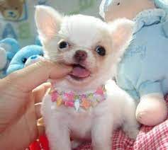 Oh My Look At This Baby Chi Chihuahua Puppies Teacup Chihuahua Puppies Puppies