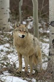 Gray Wolf In Forest Grey Wolf Wolf Love Wolf Husky