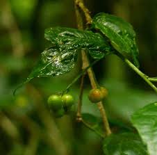 Image result for Erythrococca
