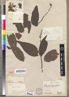 Image result for Olax gambecola