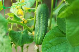 How to Grow Cucumbers | HGTV