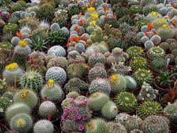 Todo el mundo sabe lo que es un cactus, pero probablemente no saben mucho sobre la historia de un cactus y toda la información sobre su significado. Actus Simbolo Del Amor