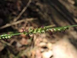 Image result for Entolasia