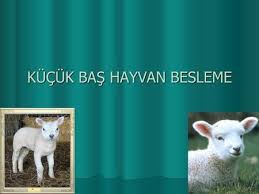 Kucuk Bas Hayvan Besleme Hayvan Bas