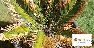 Check spelling or type a new query. 14 Common Plants That Are Toxic To Dogs Paw Life