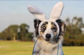What To Do If My Dog Eats Chocolate Why Chocolate Is Bad For Dogs Berkshire Live