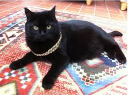 We provide pet sitters for cats…only. Cat Sitting Services For Your Favourite Feline Housesit Match