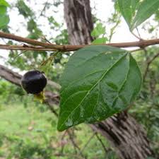 Image result for Premna mooiensis