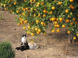 Bernoscha klettert sofort auf einen oragenbaum und bedient sich reichlich. Katzen Unter Einem Orangenbaum Tiere Galerie Katzen Tiere Baum