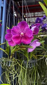 Image result for Bulbophyllum stolzii