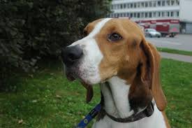 An organized space is something liked by all. Ranger Treeing Walker Coonhound From San Francisco To Basel Oct 2010 Walker Coonhound Treeing Walker Coonhound Coonhound