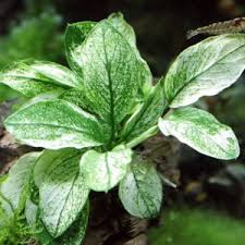 Image result for Syngonanthus robinsonii