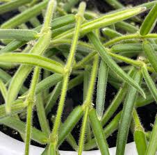 Image result for Nesaea linearis