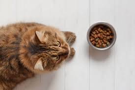 Indirimli Kedi Kumlari Adresinize Teslim Hedef Blog
