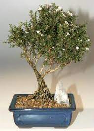 The serissa bonsai is a unique, beautiful bonsai tree. Kyoto Serissa Bonsai Tree Serissa Foetida Indoor Bonsai Tree Garden Bonsai Tree Bonsai Tree Types