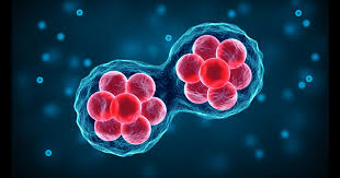 Blog | Where Do Stem Cells Come From? | Origins, Types & Medical Uses  Explained