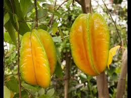 Carambola trees in the landscape are fertilized. How To Grow Star Fruit In Containers Youtube