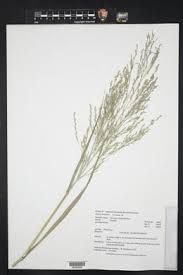 Image result for Panicum subalbidum